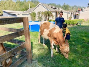 A cow grazing beside a wooden fence while visitors look on