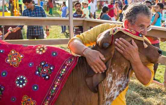 A volunteer hugging a cow wearing a decorated blanket at a festival