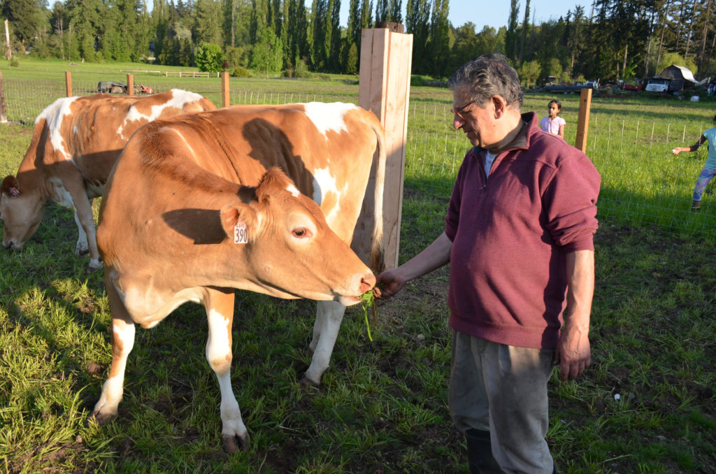 A volunteer hand-feeding a cow at Goloka Farm