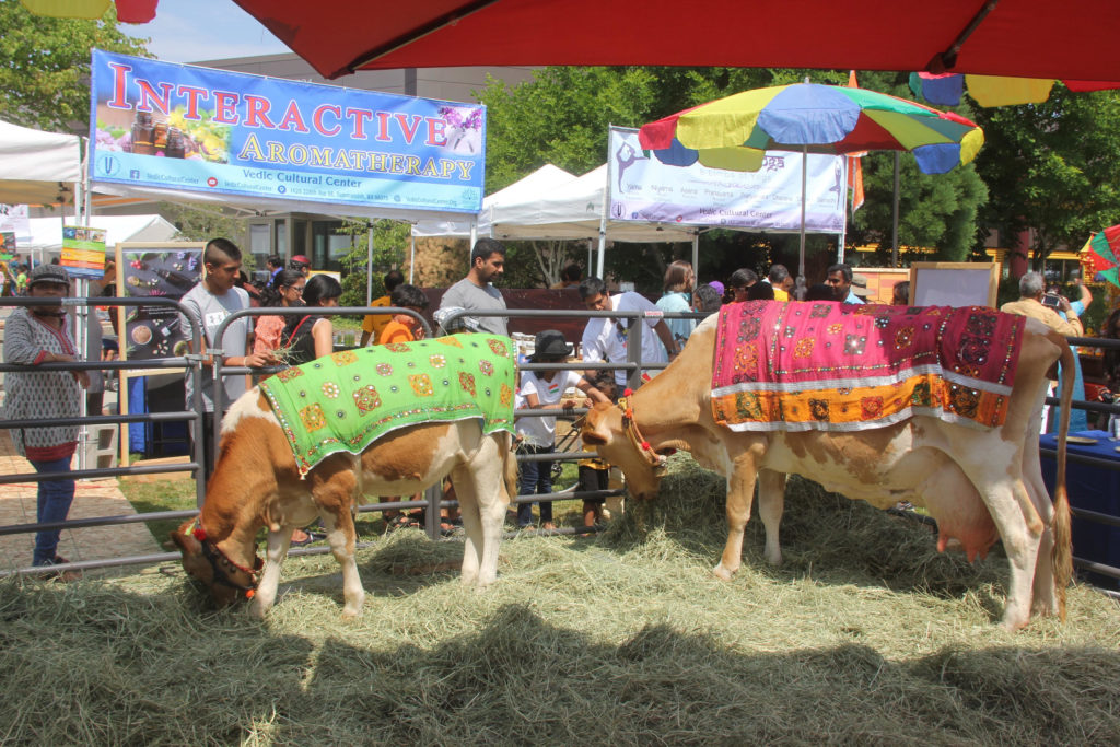 Two cows in colorful blankets in a pen at an outdoor festival