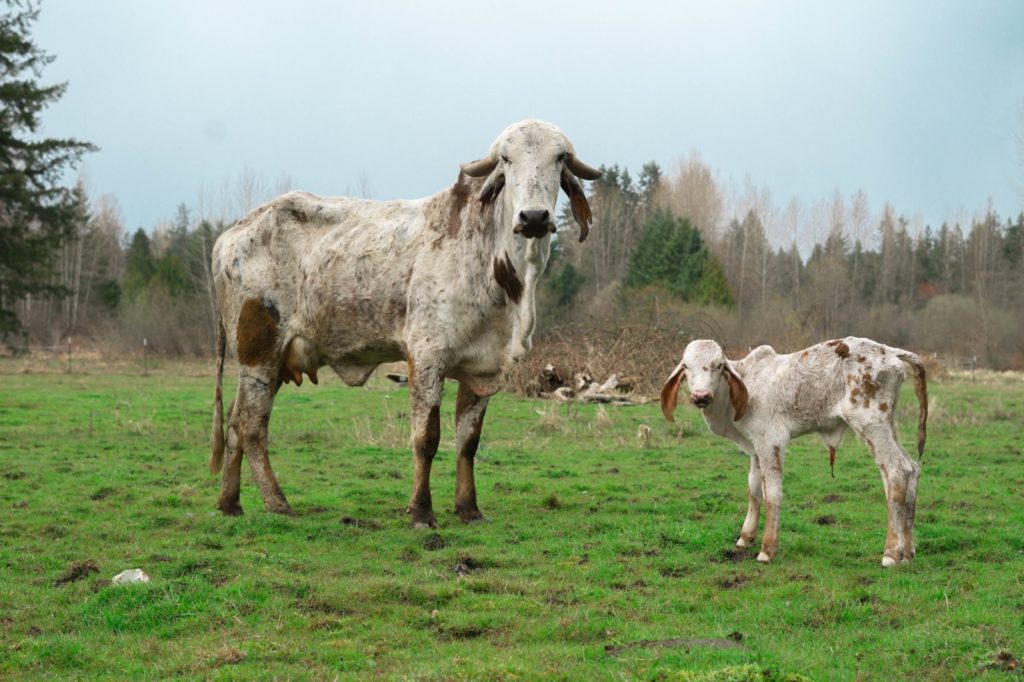 A white cow and her calf in a field
